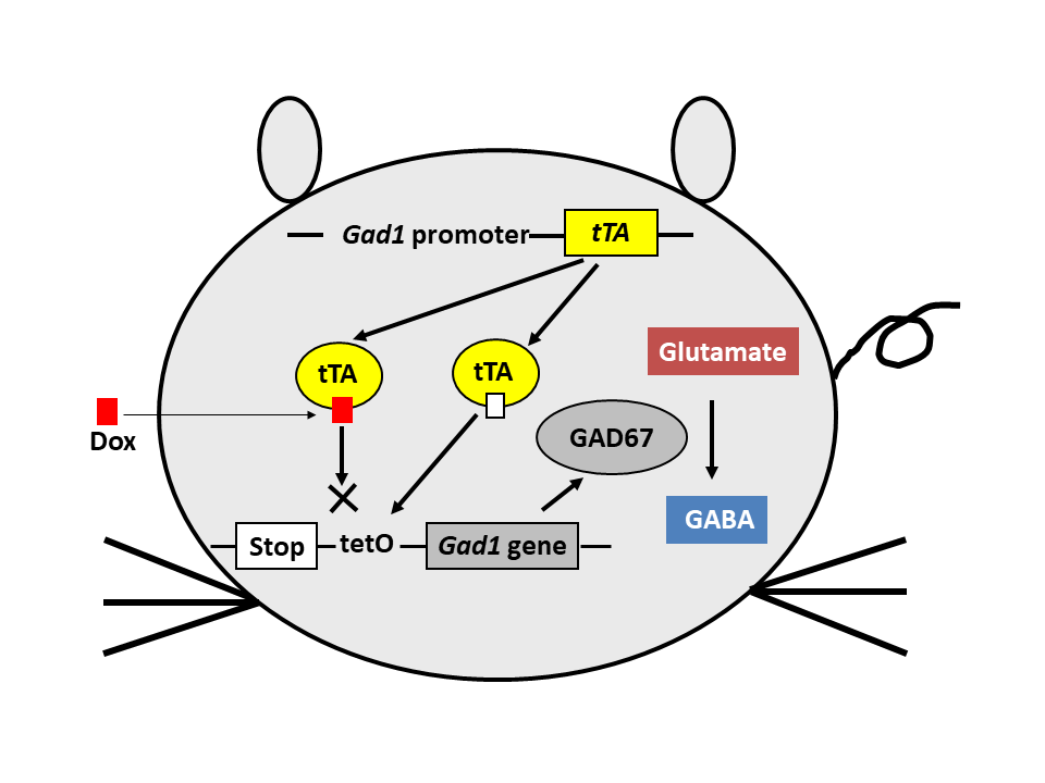 GAD67 knockdown mice using the Tet-off system